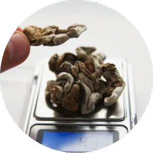 Mushrooms